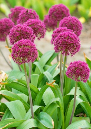 ALIUM Ostara